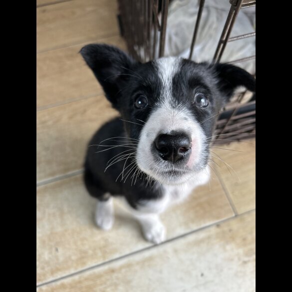 Border Collie - Both