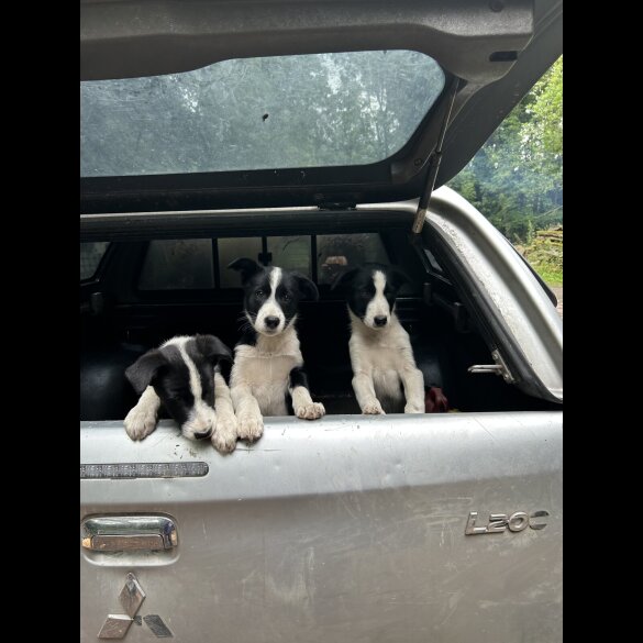 Border Collie - Both