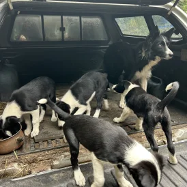 Border Collie - Both