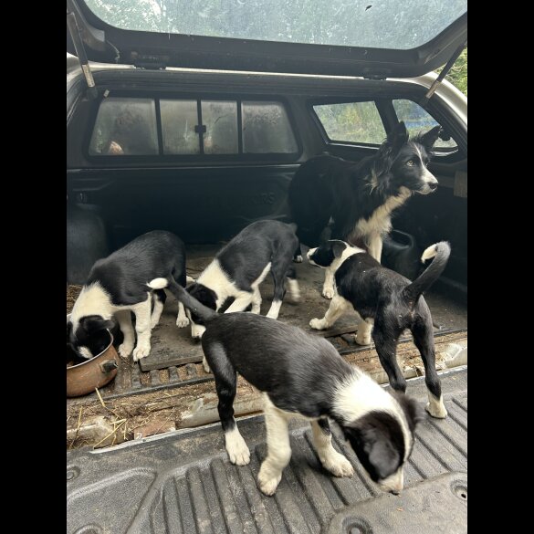 Border Collie - Both