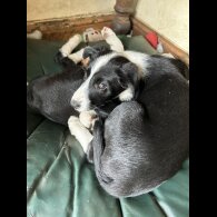 Border Collie - Both