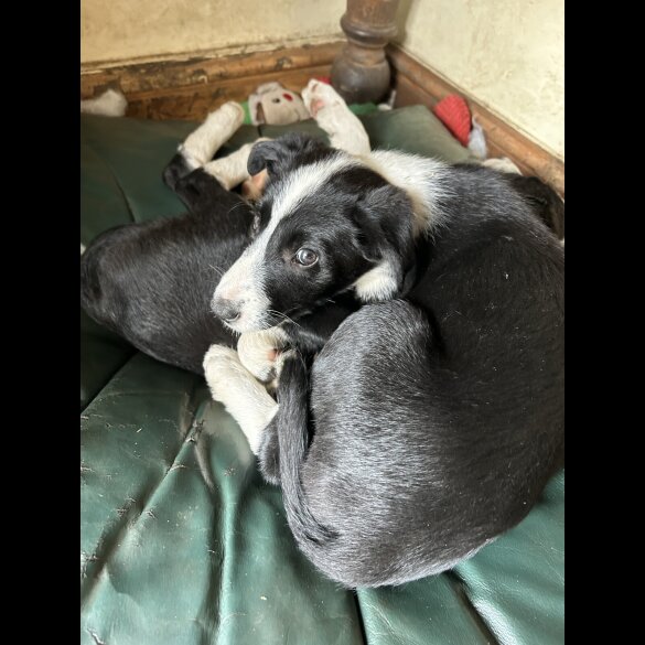 Border Collie - Both