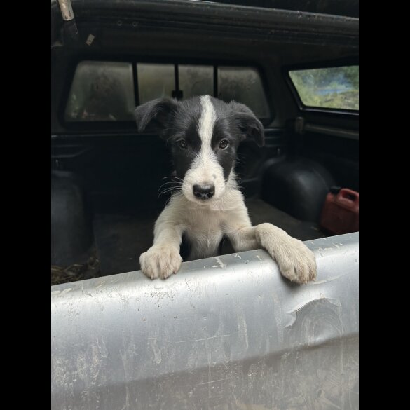 Border Collie - Both