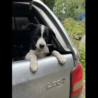Border Collie - Both
