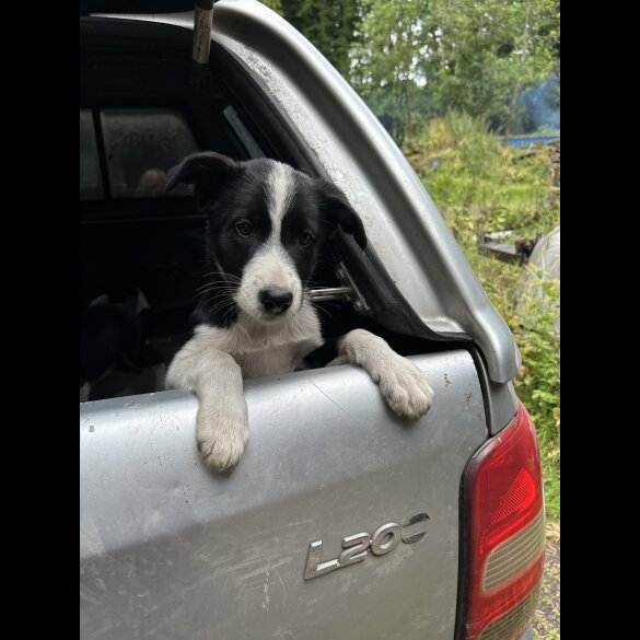 Border Collie - Both