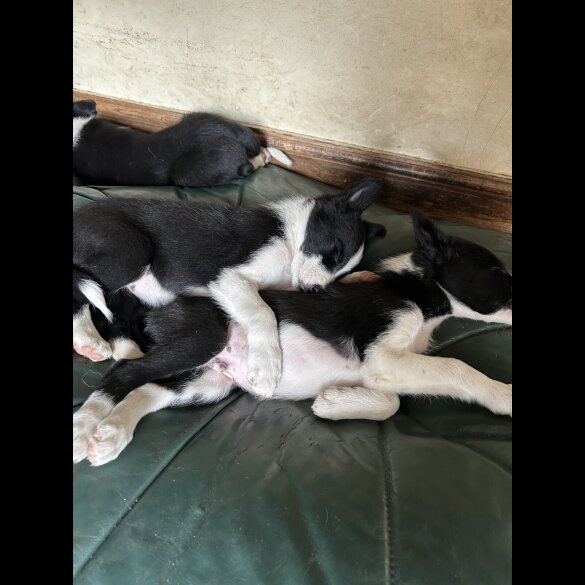Border Collie - Both