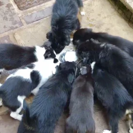 Border Collie - Both