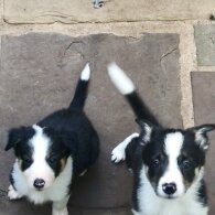 Border Collie - Both