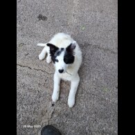 Mixed Breed - Both