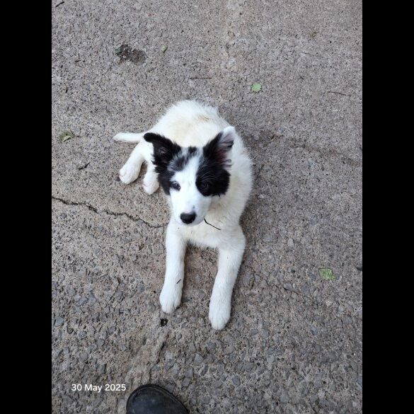 Mixed Breed - Both