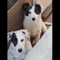 Mixed Breed - Both