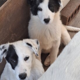 Border Collie - Both