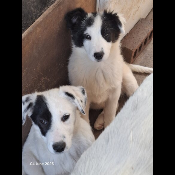 Mixed Breed - Both