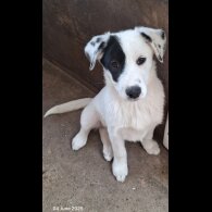 Mixed Breed - Both