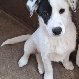 Mixed Breed - Both