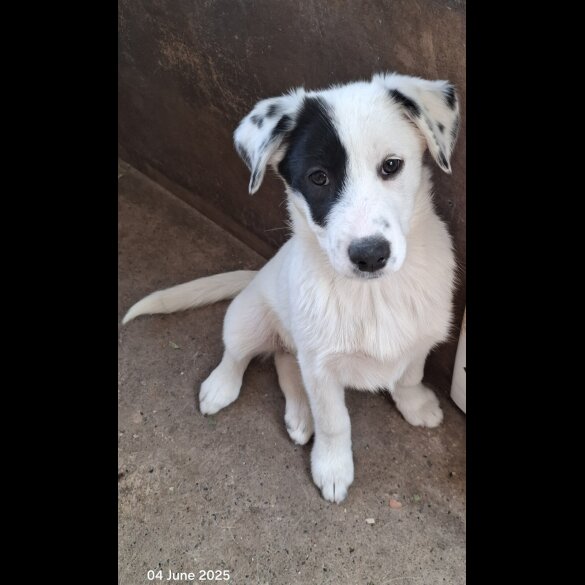 Mixed Breed - Both