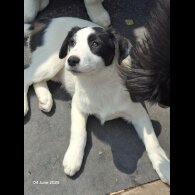 Mixed Breed - Both