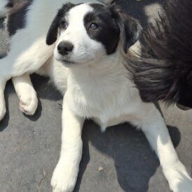Border Collie - Both