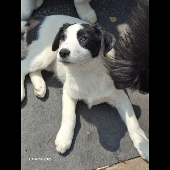 Mixed Breed - Both