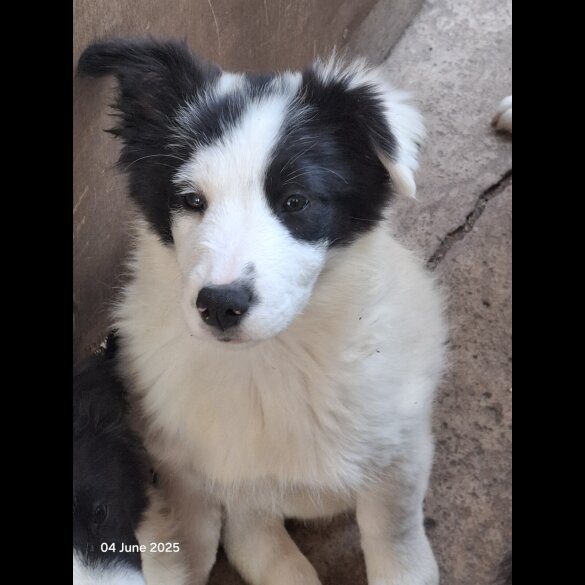 Mixed Breed - Both