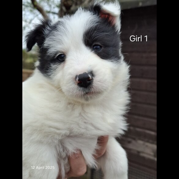Mixed Breed - Both
