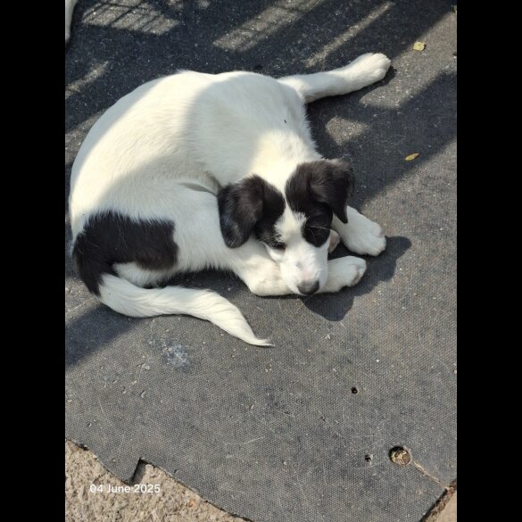 Mixed Breed - Both