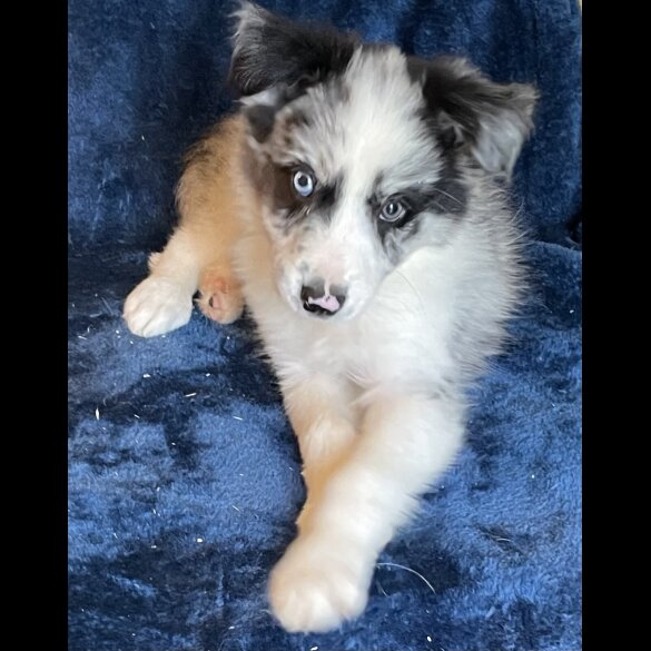 Border Collie - Dogs