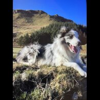 Border Collie - Dogs