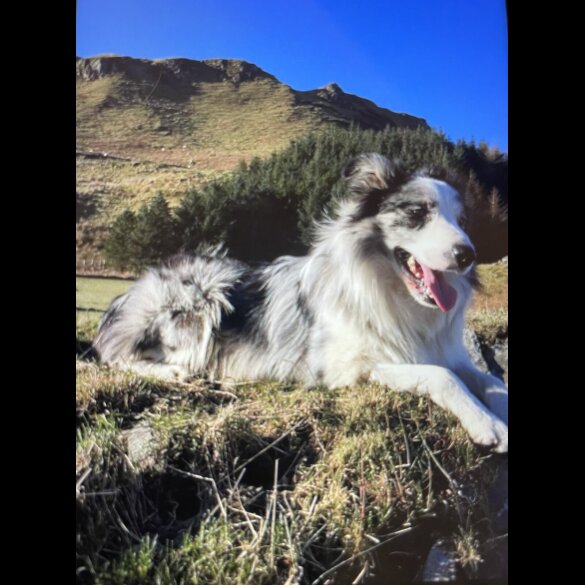 Border Collie - Dogs