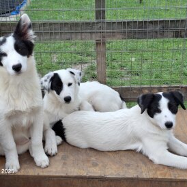 Border Collie - Both