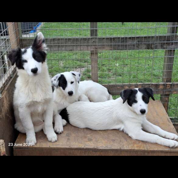 Border Collie - Both