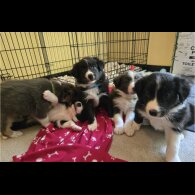 Border Collie - Both