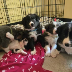 Border Collie - Both
