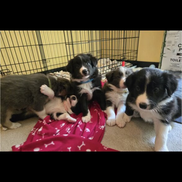 Border Collie - Both