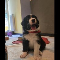 Border Collie - Both
