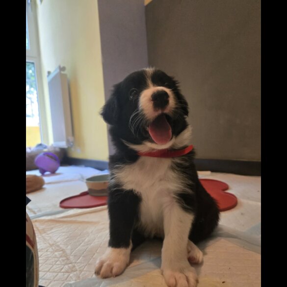 Border Collie - Both