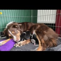 Border Collie - Both