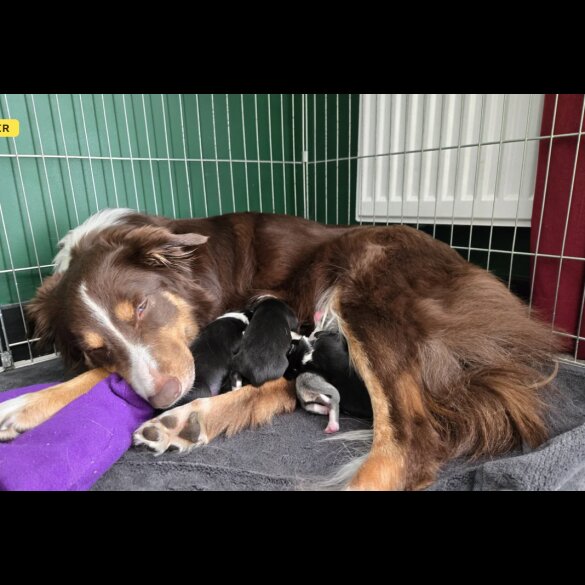 Border Collie - Both