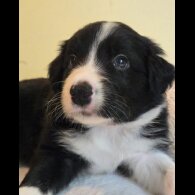 Border Collie - Both
