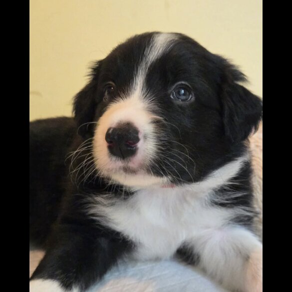 Border Collie - Both