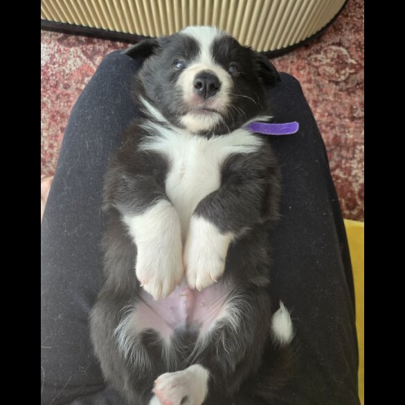 Border Collie - Both