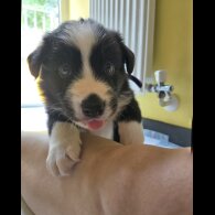 Border Collie - Both