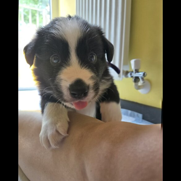 Border Collie - Both