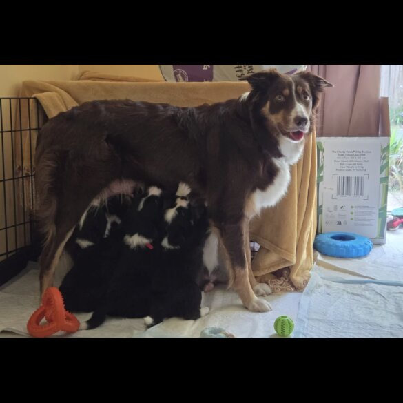 Border Collie - Both