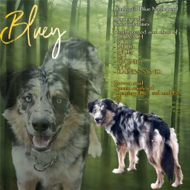 Border Collie