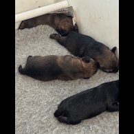 Border Terrier - Both