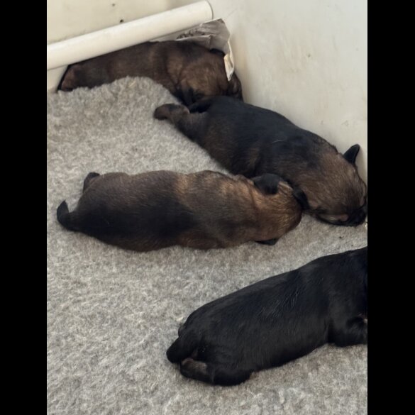 Border Terrier - Both