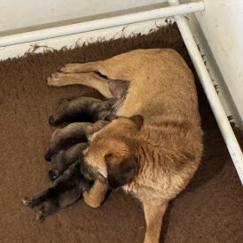 Border Terrier - Both