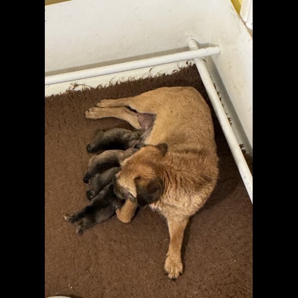 Border Terrier - Both