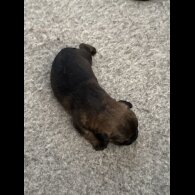 Border Terrier - Both